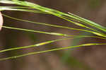 Blackseed speargrass